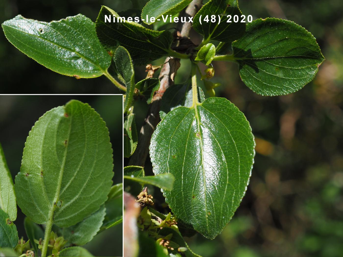 Buckthorn leaf